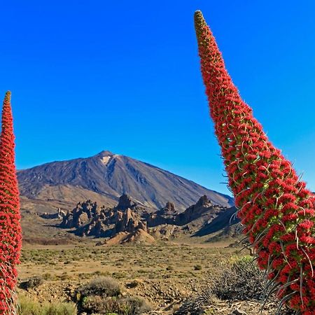Apto Drago Holidays Apartman Santa Cruz de Tenerife Kültér fotó